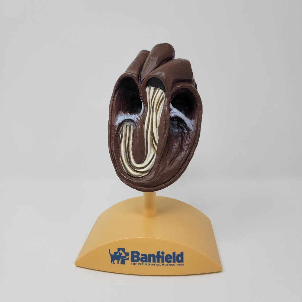 Banfield Veterinary Plastic Anatomical Model for Education - Canine Heart